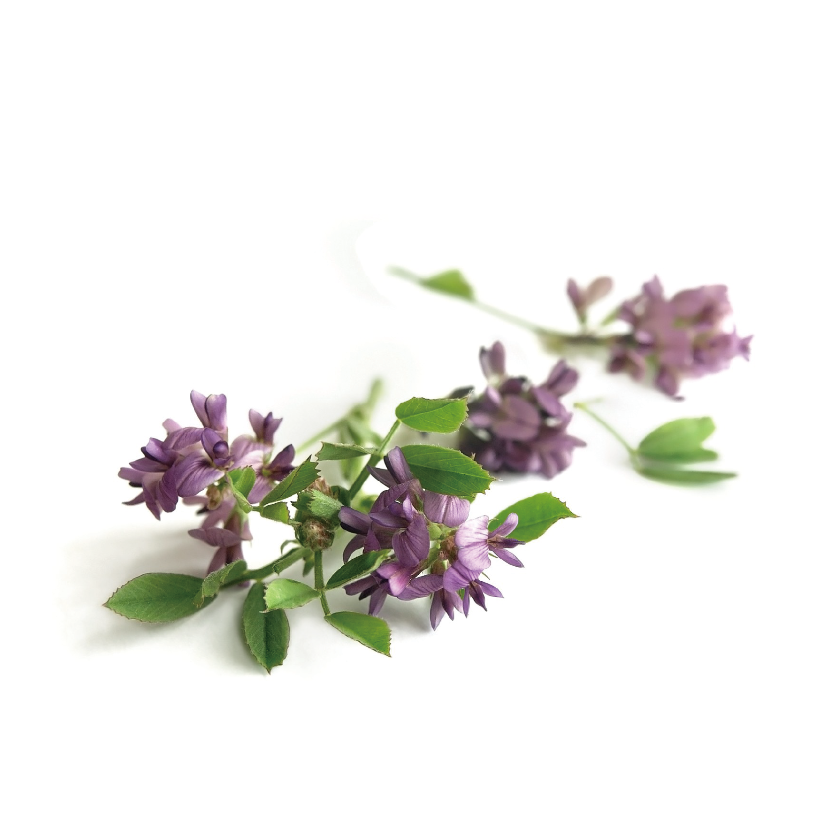 Alfalfa Extract