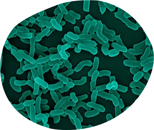 Lacticaseibacillus casei