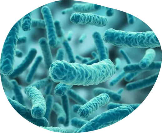 Lactiplantibacillus plantarum