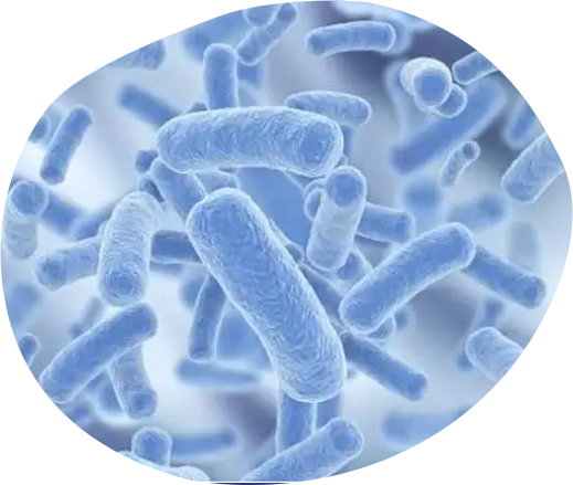 Bifidobacterium animalis subsp. lactis