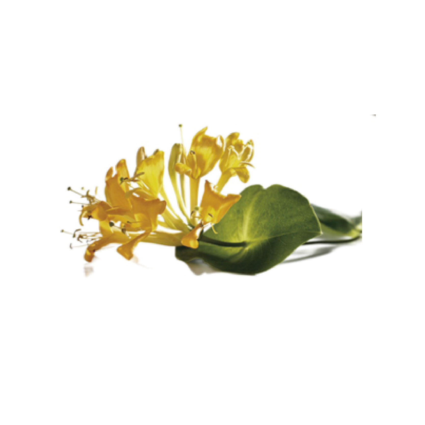 Honeysuckle Extract Powder