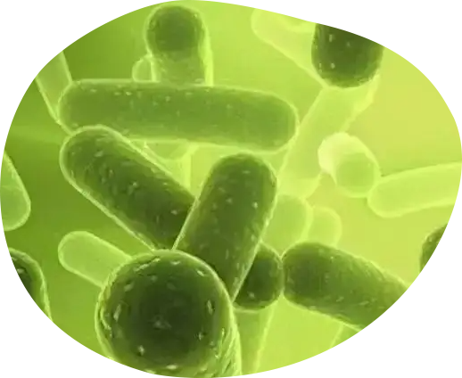 Lactobacillus acidophilus