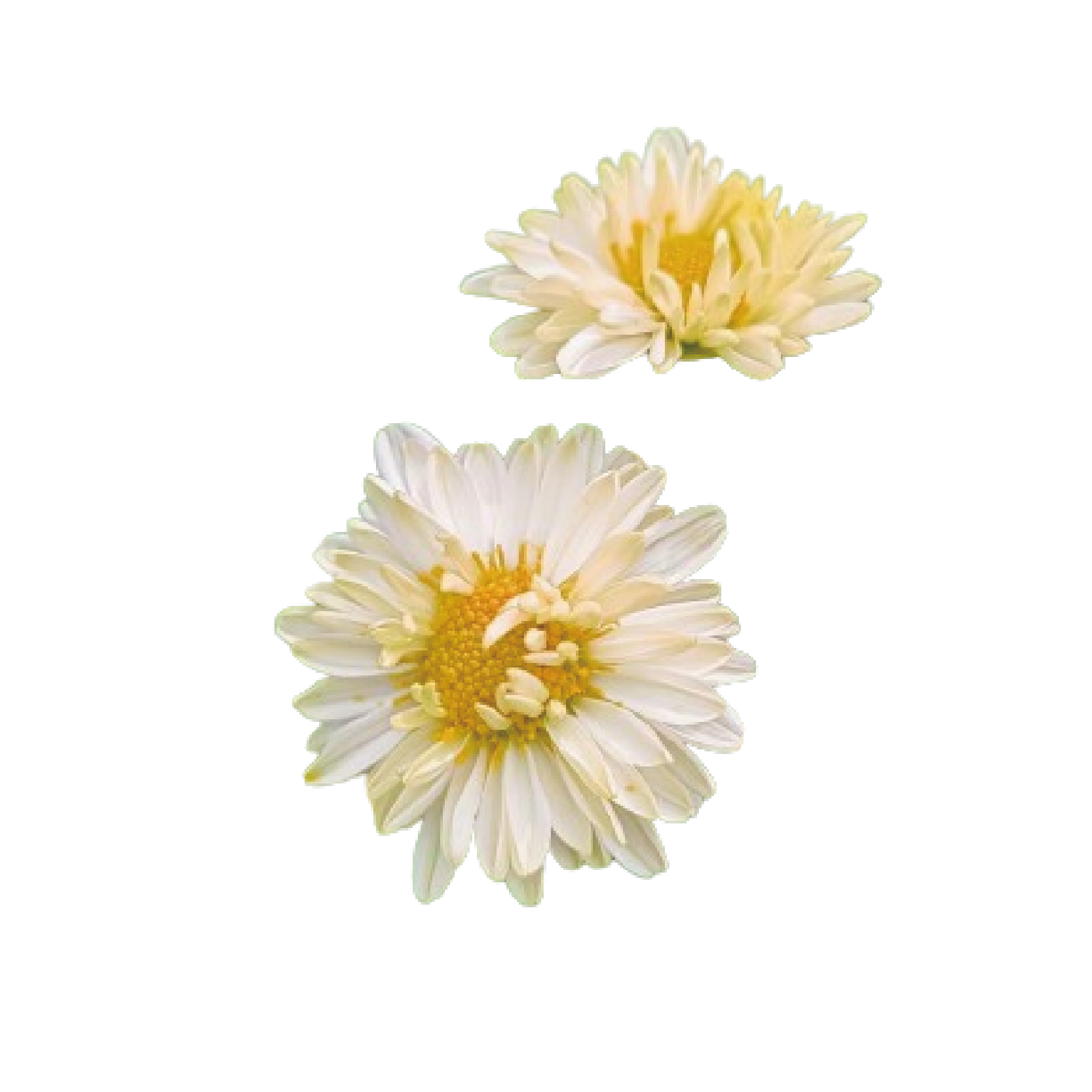 Chrysanthemum Extract Powder